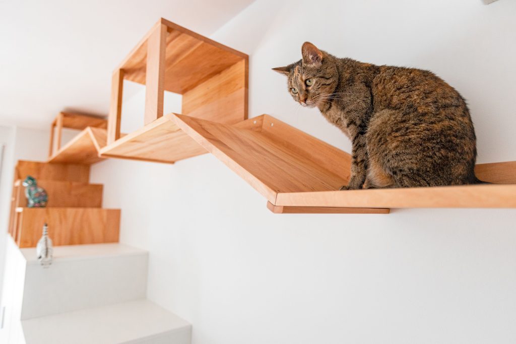 cat-wall
