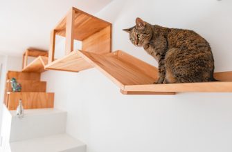 cat-wall