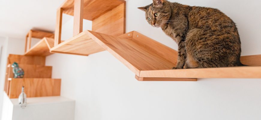 cat-wall